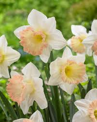 Creme Narzisse Blumensamen zur Aussaat Bestäuber freundlich Traditionssorte & ohne Gentechnik Samen Hausgarten