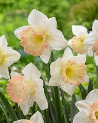 Creme Narzisse Blumensamen zur Aussaat Bestäuber freundlich Traditionssorte & ohne Gentechnik Samen Hausgarten