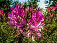 Rosa Spiny Spider Blumensamen zur Aussaat – Drought verträglich – Traditionssorte & ohne Gentechnik Samen Hausgarten