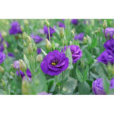 tief Blau Lisianthus (Lisianthus) Blumensamen zur Aussaat – robust Sorte – Traditionssorte & ohne Gentechnik Samen Hausgarten