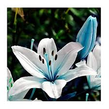 Blau Weiß Lilium Blumensamen zur Aussaat – Halbschatten verträglich – Traditionssorte & ohne Gentechnik Samen Hausgarten