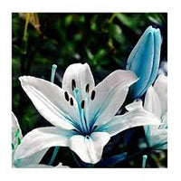 Blau Weiß Lilium Blumensamen zur Aussaat – Halbschatten verträglich – Traditionssorte & ohne Gentechnik Samen Hausgarten