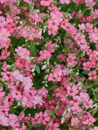 Pfirsichfarben Gypsophila Blumensamen zur Aussaat – pflegeleicht – Traditionssorte & ohne Gentechnik Samen Hausgarten