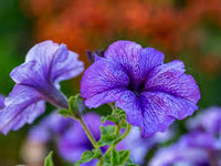 Violett & Weiß Petunie Blumensamen zur Aussaat – kompakt Wuchs – Traditionssorte & ohne Gentechnik Samen Hausgarten