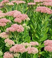 Rosa Sedum Telephium Blumensamen zur Aussaat – Wildblume Mischung – Traditionssorte & ohne Gentechnik Samen Hausgarten