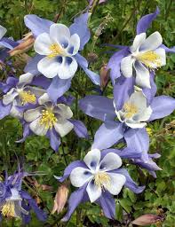 hell Blau Rosa Akelei Blumensamen zur Aussaat kompakt Wuchs Traditionssorte & ohne Gentechnik Samen Hausgarten
