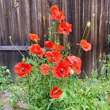 Rot Cascade Blumensamen zur Aussaat Halbschatten verträglich Traditionssorte & ohne Gentechnik Samen Hausgarten