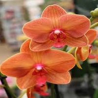 tief Orange Schmetterlingsorchidee Orchidee Blumensamen zur Aussaat pflegeleicht Traditionssorte & ohne Gentechnik Samen Hausgarten