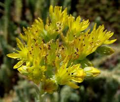 Grün Sedum Montanum Blumensamen zur Aussaat – Landhaus Garten wichtig – Traditionssorte & ohne Gentechnik Samen Hausgarten