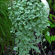 Silver Dichondra Blumensamen zur Aussaat – duftend Blüten – Traditionssorte & ohne Gentechnik Samen Hausgarten