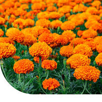 Afrikanische Studentenblume Samen Tagetes