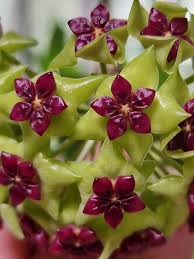 Grün Lila Hoya Carnosa Blumensamen zur Aussaat pflegeleicht Traditionssorte & ohne Gentechnik Samen Hausgarten