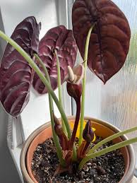 Leaf Alocasia Blumensamen zur Aussaat – leuchtend – Traditionssorte & ohne Gentechnik Samen Hausgarten