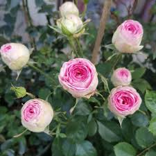 Rosa Creme Rose Blumensamen zur Aussaat lang Blüte Saison Traditionssorte & ohne Gentechnik Samen Hausgarten