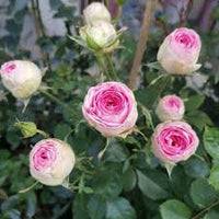 Rosa Creme Rose Blumensamen zur Aussaat lang Blüte Saison Traditionssorte & ohne Gentechnik Samen Hausgarten
