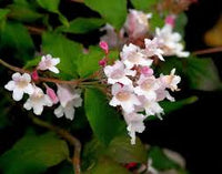 Rosa Kolkwitzia Blumensamen zur Aussaat – Drought verträglich – Traditionssorte & ohne Gentechnik Samen Hausgarten