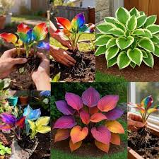 Hosta Lilie Blumensamen zur Aussaat – saisonal Dauerblüher – Traditionssorte & ohne Gentechnik Samen Hausgarten
