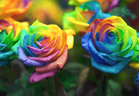 zart Rosa Rainbow Rose Blumensamen zur Aussaat farbenfroh Schau Traditionssorte & ohne Gentechnik Samen Hausgarten