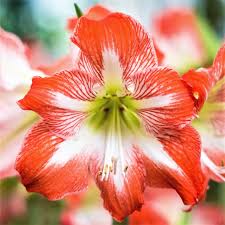 Rot Weiß Ritterstern Blumensamen Garten robust Sorte Traditionssorte & ohne Gentechnik Samen Hausgarten