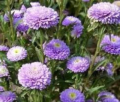 hell Violett Aster Callistephus Blumensamen zur Aussaat Drought verträglich Traditionssorte & ohne Gentechnik Samen Hausgarten