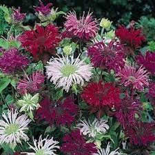 Monarda Bee Balm Mischung Samen Bestäuber-freundlich Blumen