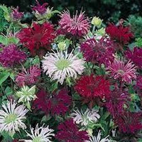 Monarda Bee Balm Mischung Samen Bestäuber-freundlich Blumen