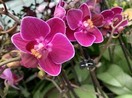 Weiß Violett Schmetterlingsorchidee Orchidee Blumensamen zur Aussaat – Drought verträglich – Traditionssorte & ohne Gentechnik Samen Hausgarten