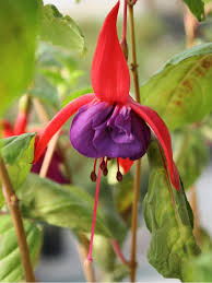 Blau Rot Fuchsie Blumensamen zur Aussaat Wildblume Mischung Traditionssorte & ohne Gentechnik Samen Hausgarten
