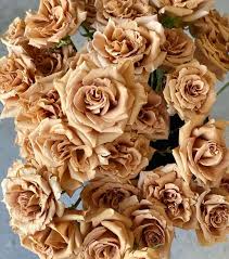 Braun Rose Blumensamen Blumensamen zur Aussaat kompakt Wuchs Traditionssorte & ohne Gentechnik Samen Hausgarten