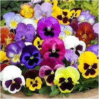 Stiefmütterchen Blume Blumensamen zur Aussaat – Wildblume Mischung – Traditionssorte & ohne Gentechnik Samen Hausgarten