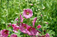 klein Rosa Stockrose Blumensamen zur Aussaat – robust Sorte – Traditionssorte & ohne Gentechnik Samen Hausgarten