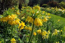 Gelb Fritillaria Blumensamen zur Aussaat Halbschatten verträglich Traditionssorte & ohne Gentechnik Samen Hausgarten