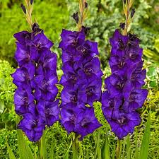 dunkel Lila Gladiole Blumensamen zur Aussaat leuchtend Blüten Traditionssorte & ohne Gentechnik Samen Hausgarten