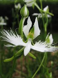 Egret Orchidee Blumensamen zur Aussaat – Garten beliebt – Traditionssorte & ohne Gentechnik Samen Hausgarten