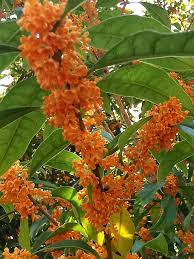 Orange Osmanthus Blumensamen zur Aussaat pflegeleicht Traditionssorte & ohne Gentechnik Samen Hausgarten