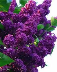 Lila Alismatifolia Blumensamen zur Aussaat Garten beliebt Traditionssorte & ohne Gentechnik Samen Hausgarten