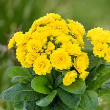 Gelb Blume Pot Blumensamen zur Aussaat – Schnitt Blume beliebt – Traditionssorte & ohne Gentechnik Samen Hausgarten