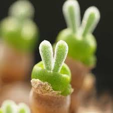 Rabbit Ears Succulent Blumensamen zur Aussaat – farbenfroh Schau – Traditionssorte & ohne Gentechnik Samen Hausgarten