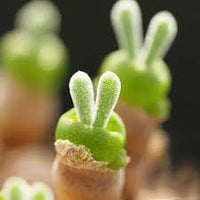 Rabbit Ears Succulent Blumensamen zur Aussaat – farbenfroh Schau – Traditionssorte & ohne Gentechnik Samen Hausgarten