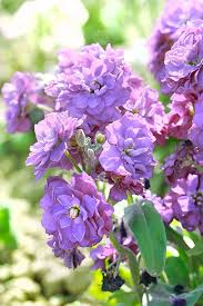 Violett Levkoje Incana Blumensamen zur Aussaat – Halbschatten verträglich – Traditionssorte & ohne Gentechnik Samen Hausgarten