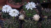 Weiß Gymnocalycium Eurypleurum Blumensamen zur Aussaat – Drought verträglich – Traditionssorte & ohne Gentechnik Samen Hausgarten