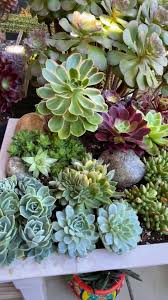 Creme Grün Succulent Blumensamen zur Aussaat sonnenliebend Traditionssorte & ohne Gentechnik Samen Hausgarten