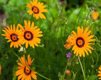 Orange Anthemoides Blumensamen zur Aussaat – farbenfroh Schau – Traditionssorte & ohne Gentechnik Samen Hausgarten
