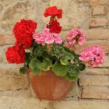 Geranio de Hojas Blumensamen zur Aussaat – ideal Rabatten – Traditionssorte & ohne Gentechnik Samen Hausgarten