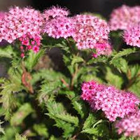 Rosa Prachtspiere Blumensamen zur Aussaat – pflegeleicht – Traditionssorte & ohne Gentechnik Samen Hausgarten