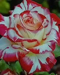 Weiß Kastanienrot Multi Rose Blumensamen zur Aussaat hochwertige Qualitäts- Traditionssorte & ohne Gentechnik Samen Hausgarten