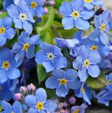 Blau Alpine Forget me not Blumensamen or Heavenly Hybrid-MYOSOTIS ALPESTRIS/Pure Blumensamen
