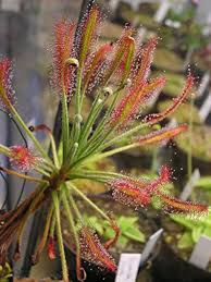 Gemischt Drosera Chrysolepis Blumensamen zur Aussaat – lang Blüte Saison – Traditionssorte & ohne Gentechnik Samen Hausgarten