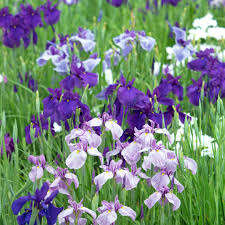 Japanese Iris Blumensamen zur Aussaat – leuchtend – Traditionssorte & ohne Gentechnik Samen Hausgarten