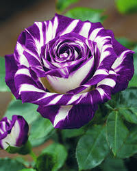 Rose Rosa Petunie Hybrida hängend Blumensamen zur Aussaat Traditionssorte ohne Gentechnik Samen für wunderschöne Gärten leuchtend